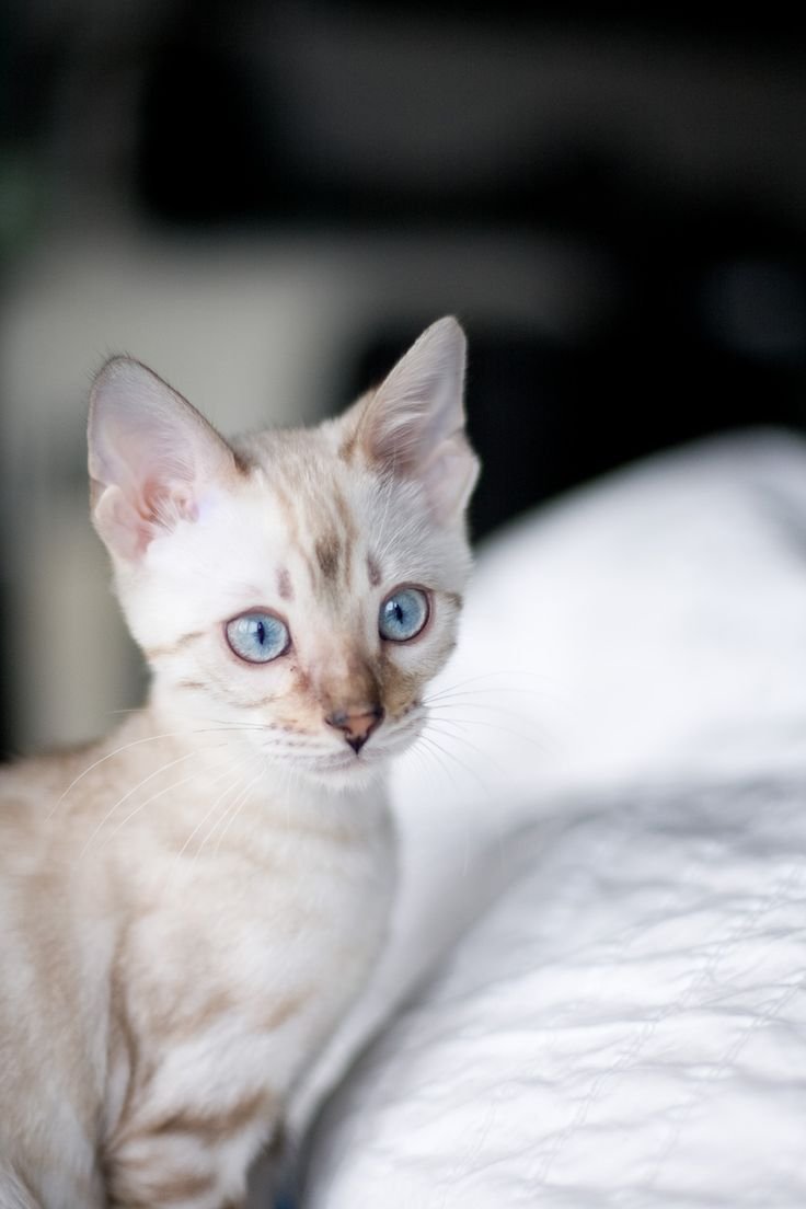 Сноу бенгал