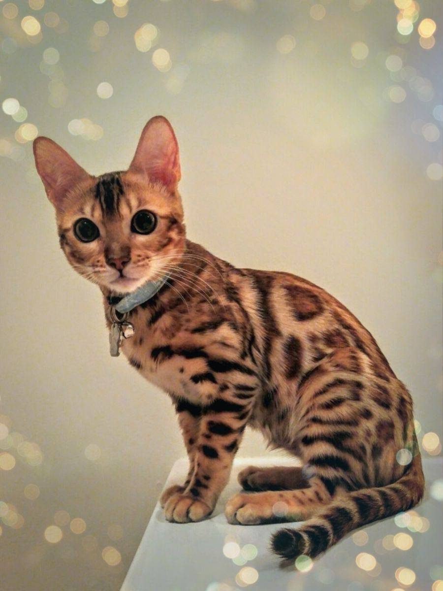 Бенгальская кошка