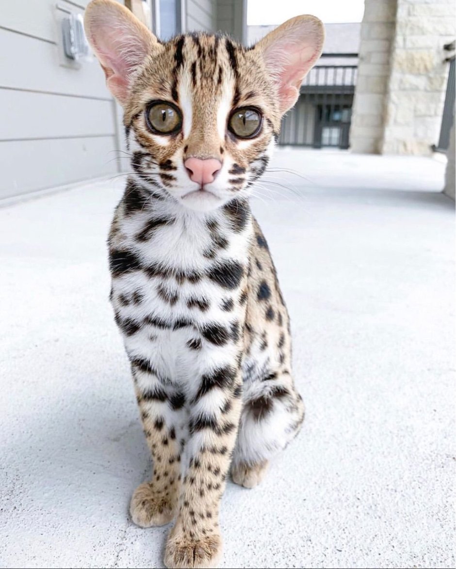 Бенгальская кошка белая