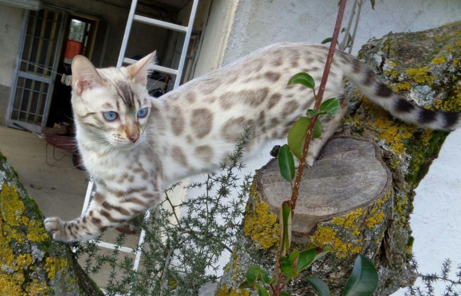 Бенгальский снежный Линкс