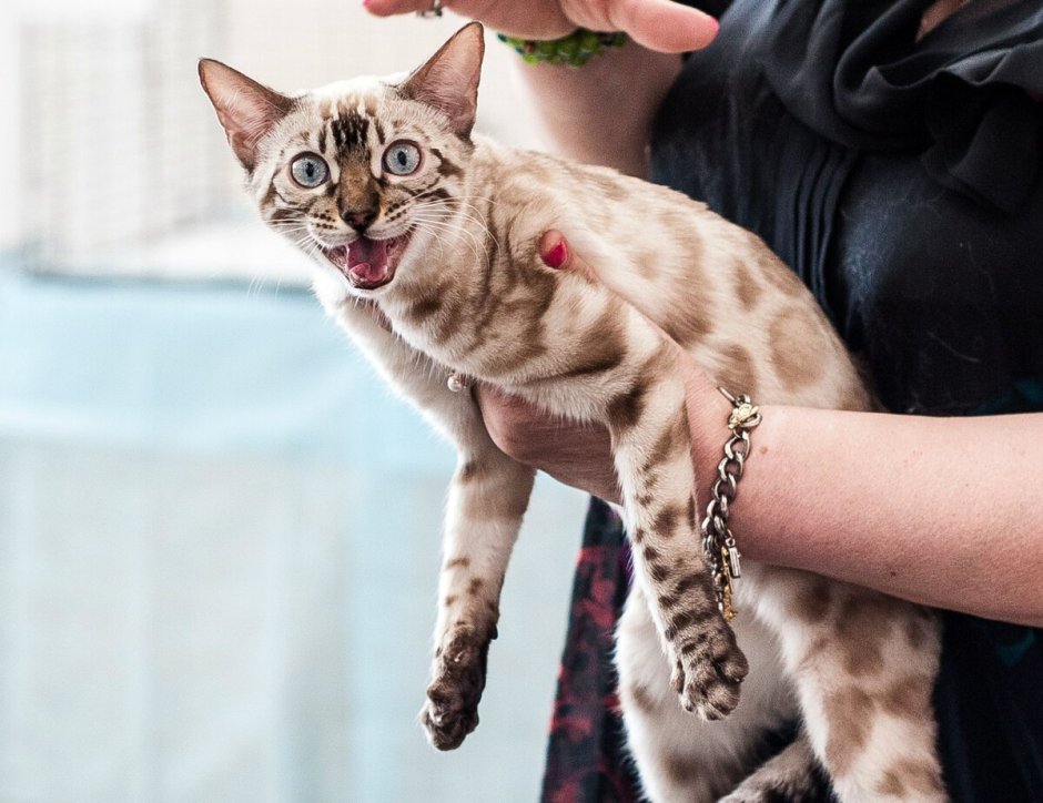 Бенгал Линкс