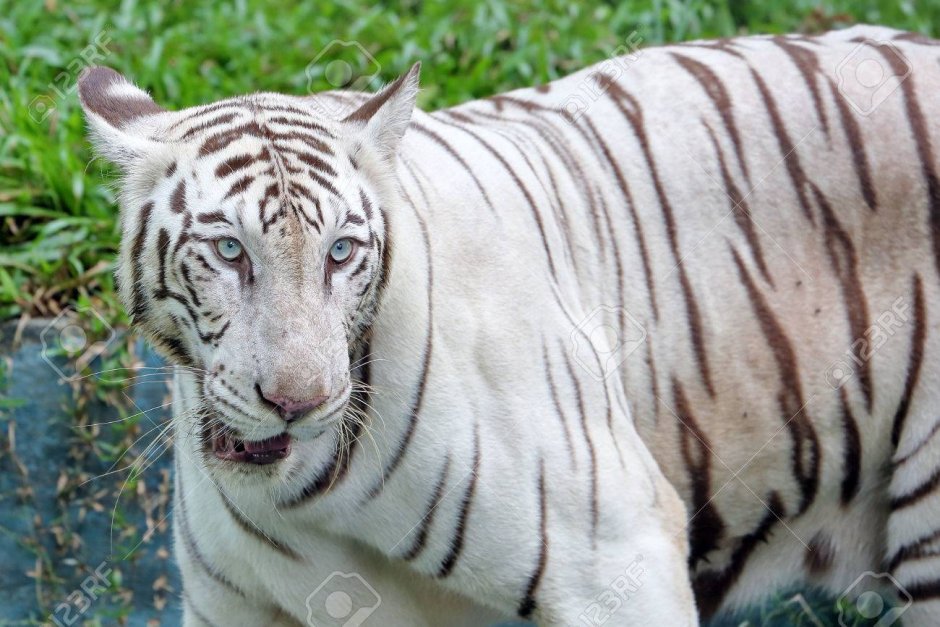 Тигр альбинос игрушка