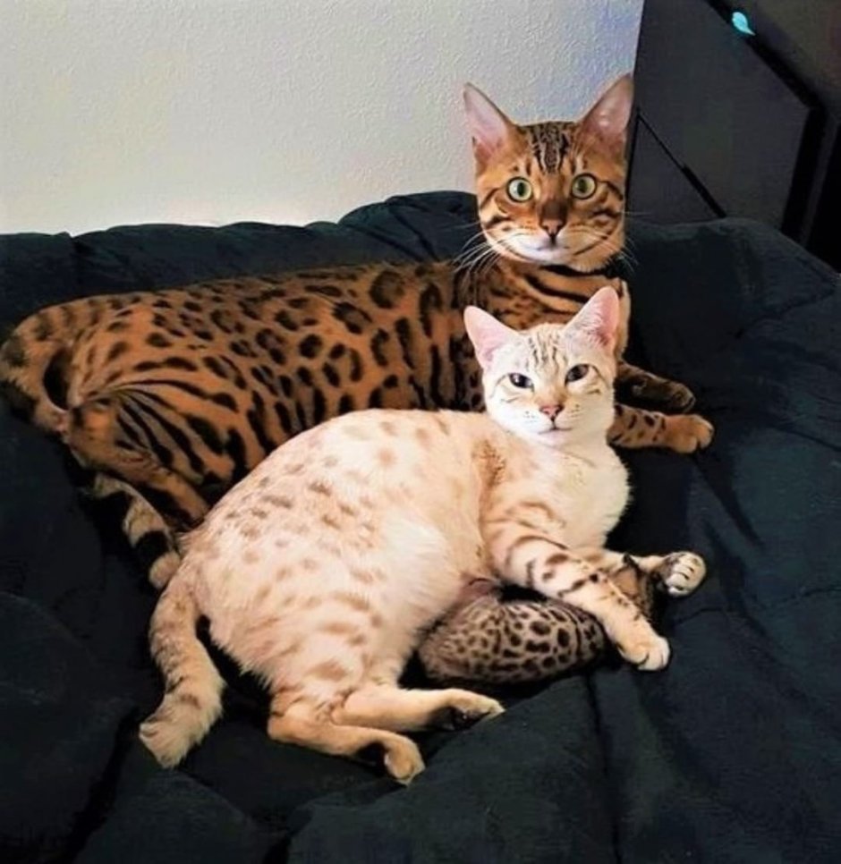 Бенгальская кошка альбинос