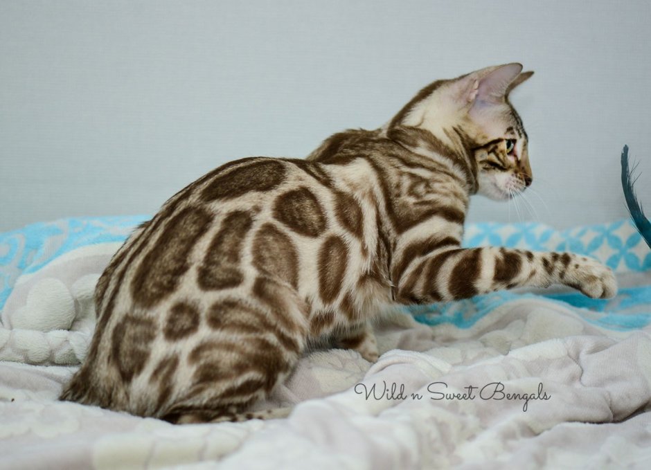 Угольный Линкс бенгал