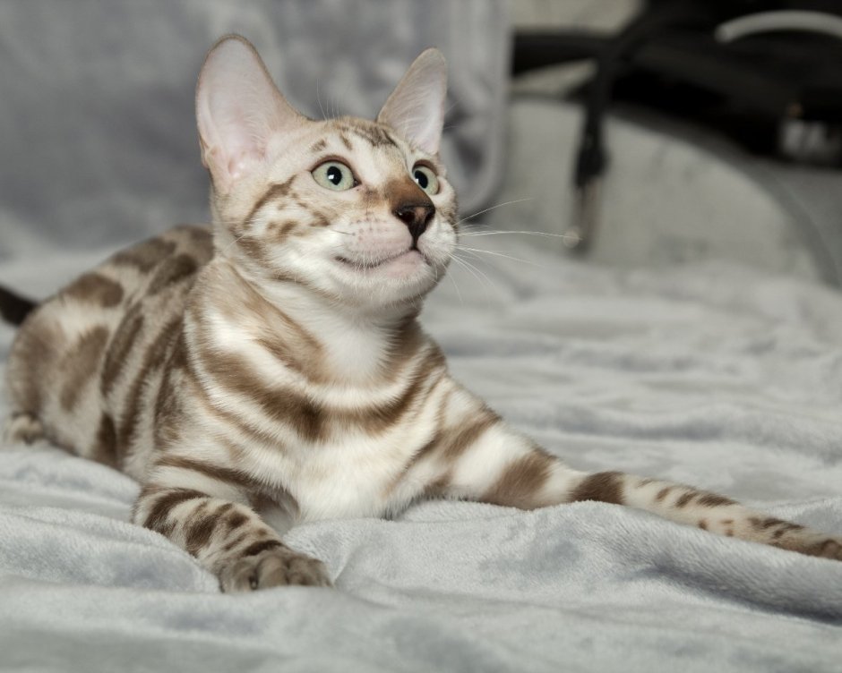Бенгальская кошка окрас сепия