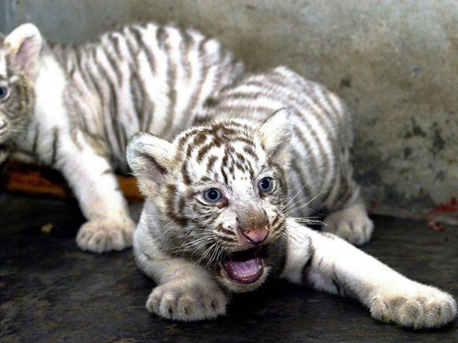 Бенгальский альбинос