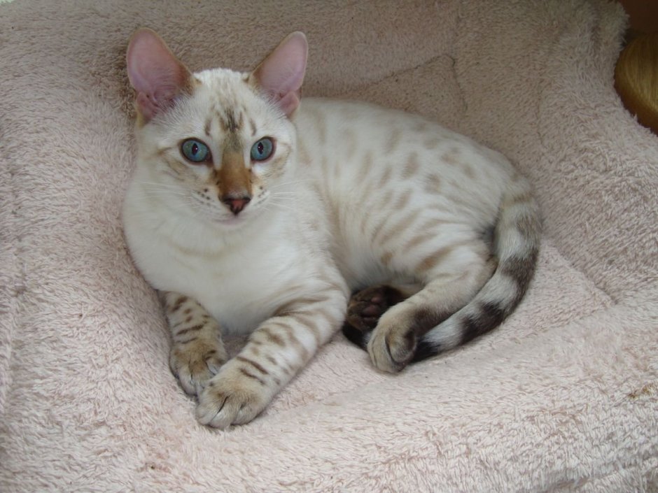 Бенгальский кот снежный Барс