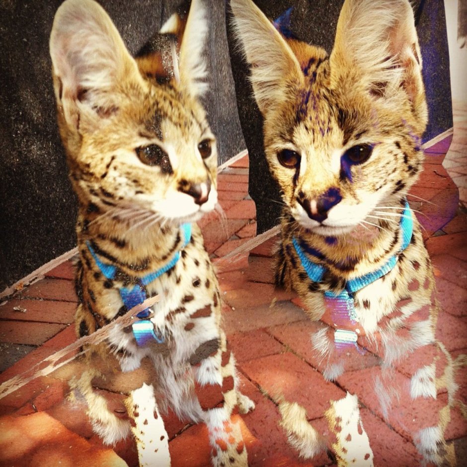 Бенгальская кошка альбинос