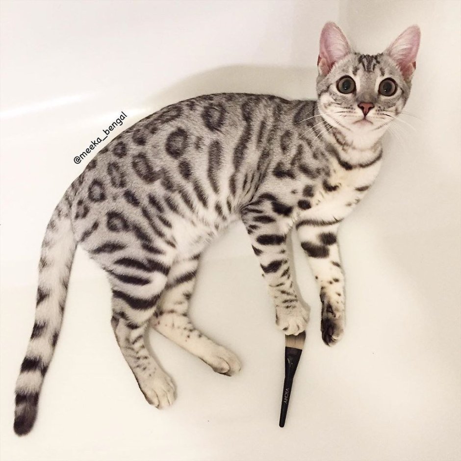 Бенгал Линкс