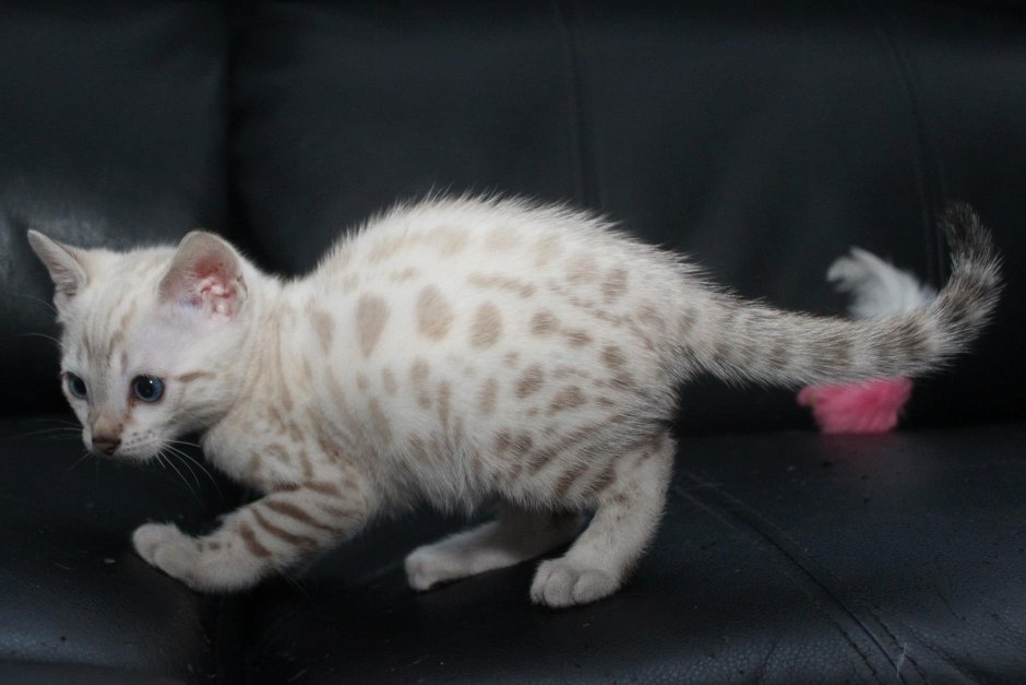 Бенгальский снежный Линкс