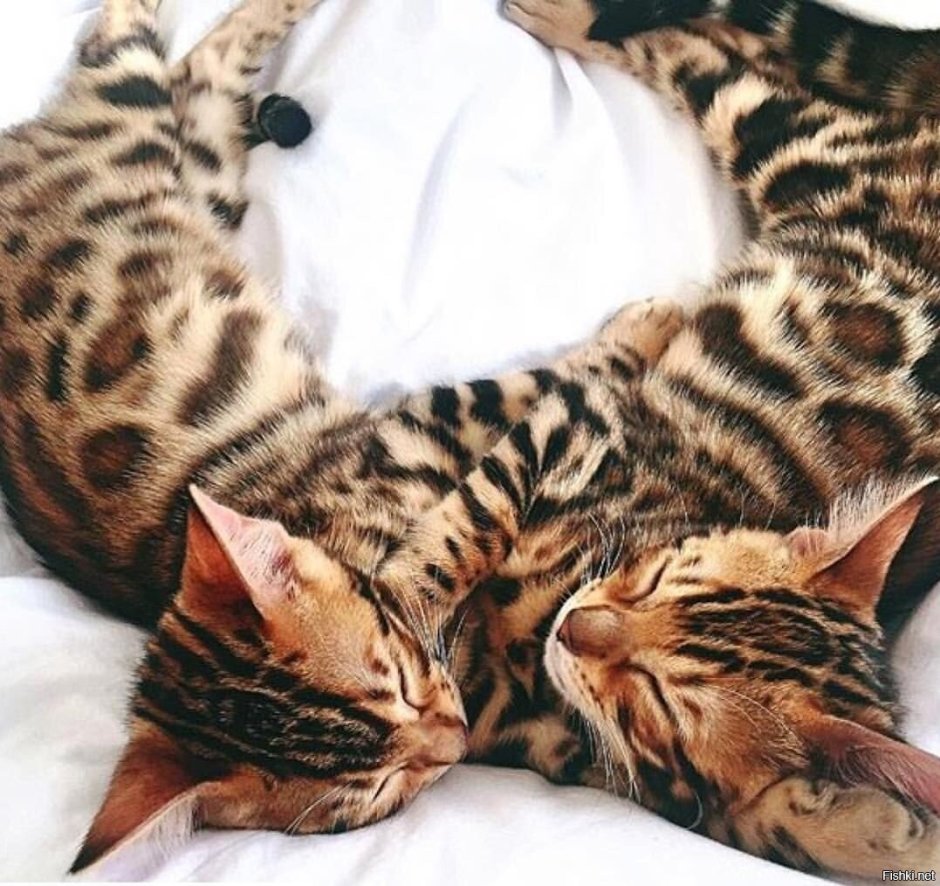 Милый бенгальский котенок