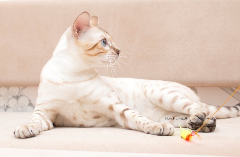 Бенгальский кот снежный Линкс