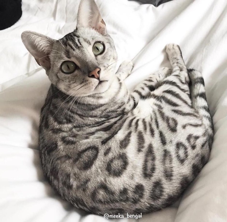 Сноу бенгалы