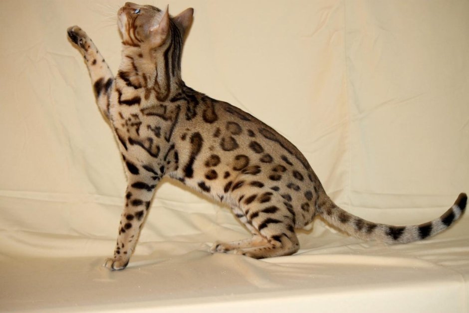 Бенгальская кошка Браун