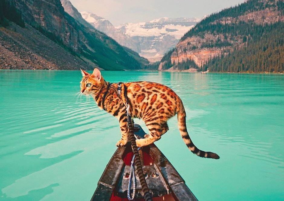 Кошка путешественница Сьюки