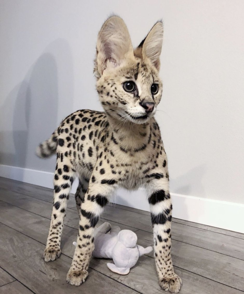 Сервал альбинос