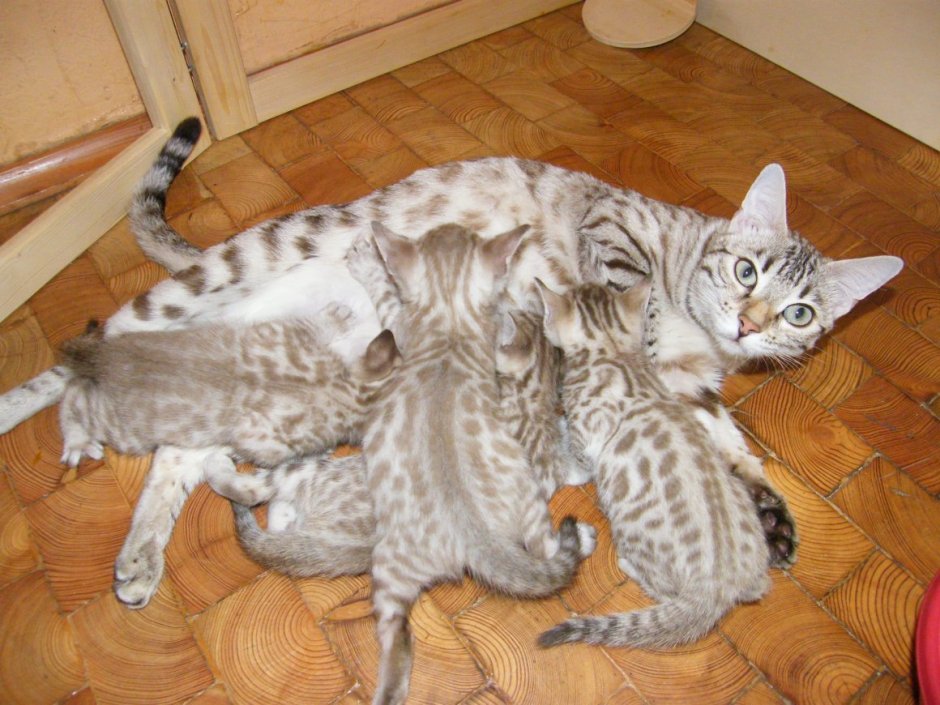 Котята бенгалы снежный Барс