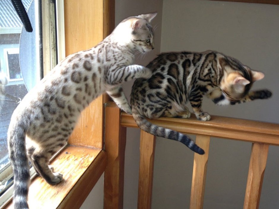 Бенгал Барс Бенгальская кошка