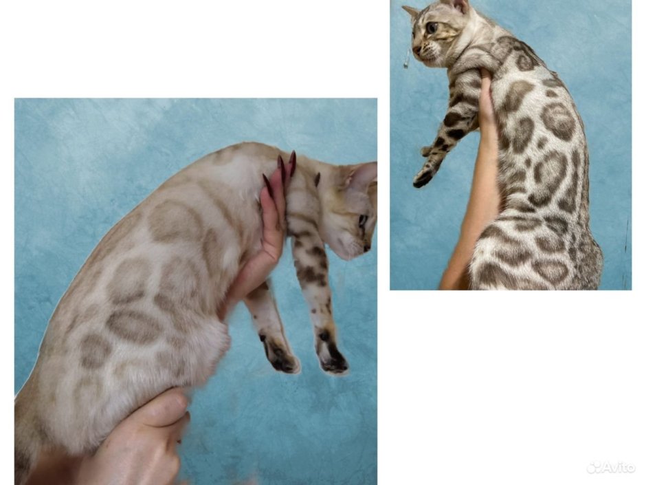 Бенгальская кошка окрас Линкс