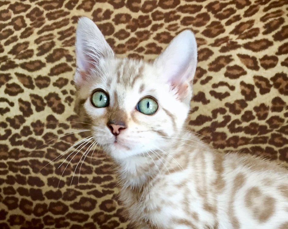 Бенгальская кошка альбинос