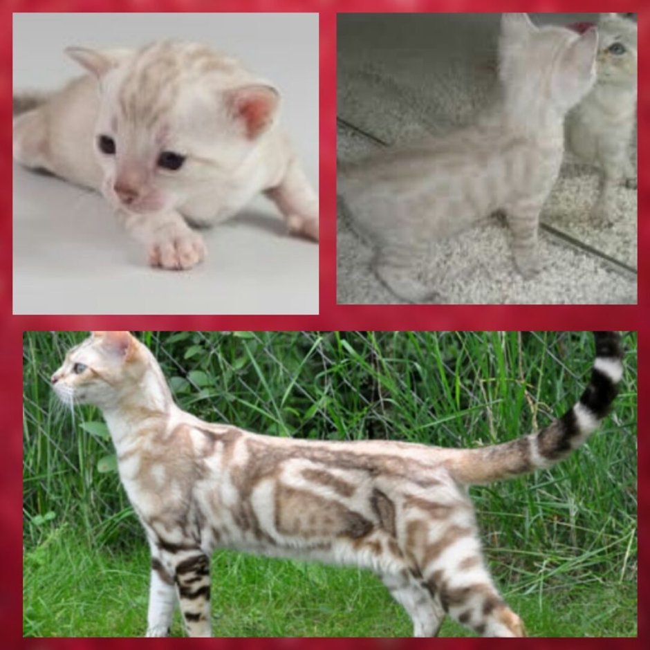 Снежный мраморный бенгальский кот