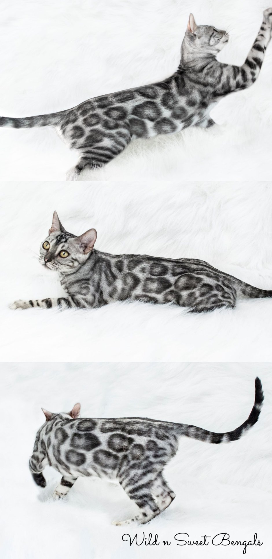 Бенгальская кошка Сильвер табби