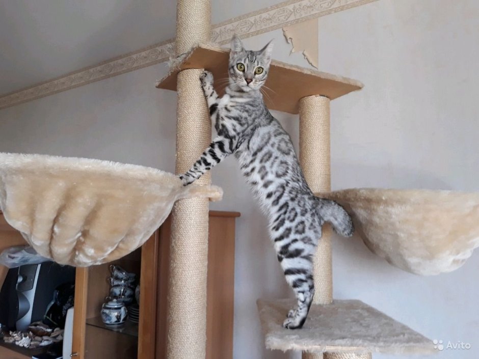 Бенгальская кошка на когтеточке