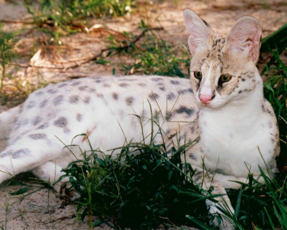 Белая сервал кошка