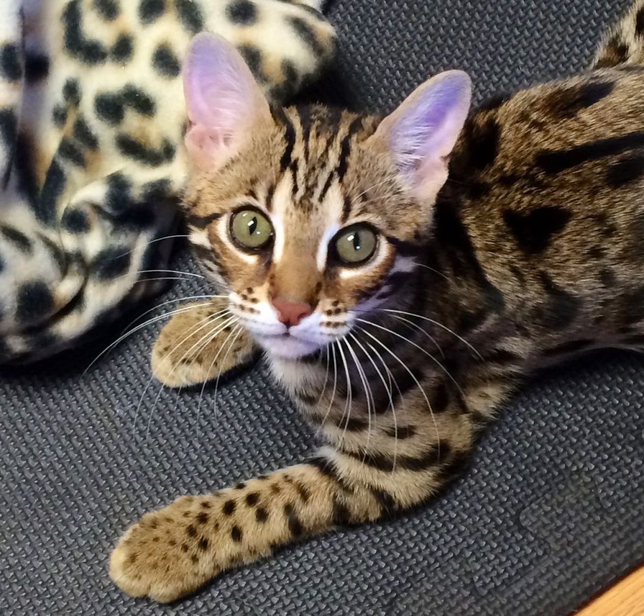 Бенгальская Саванна кошка