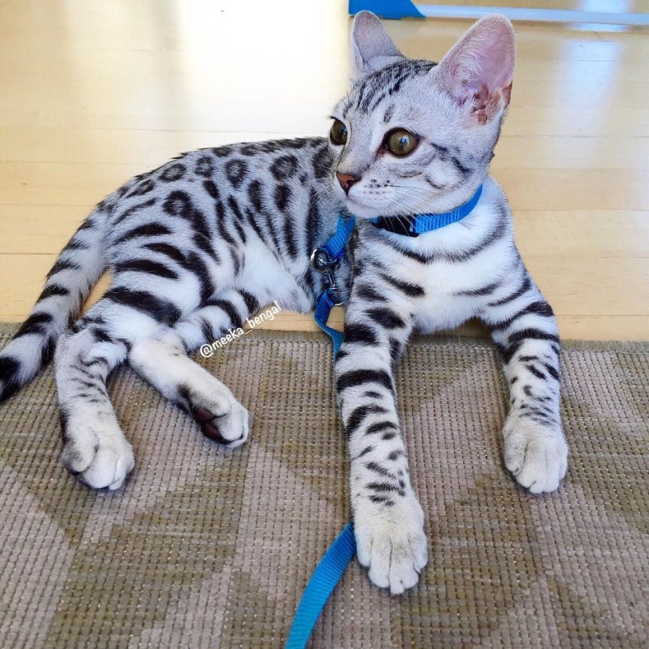 Бенгал Сильвер Линкс