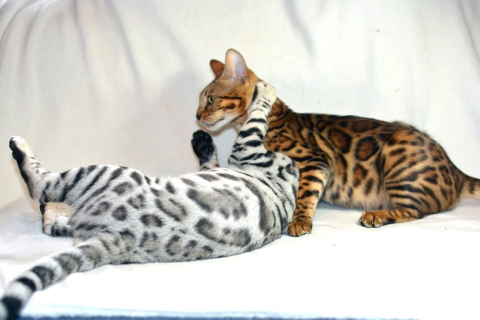 Браун Марбл бенгалы