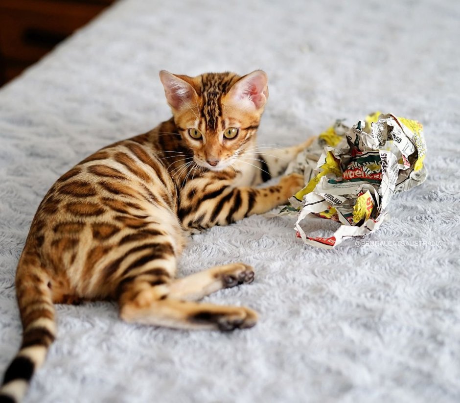 Кейдж бенгал