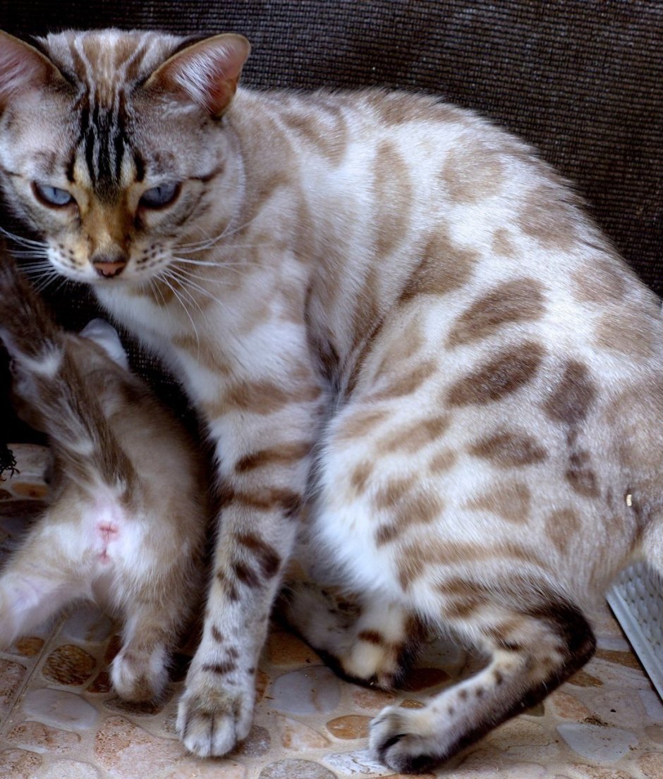 Блю тебби Бенгальская кошка