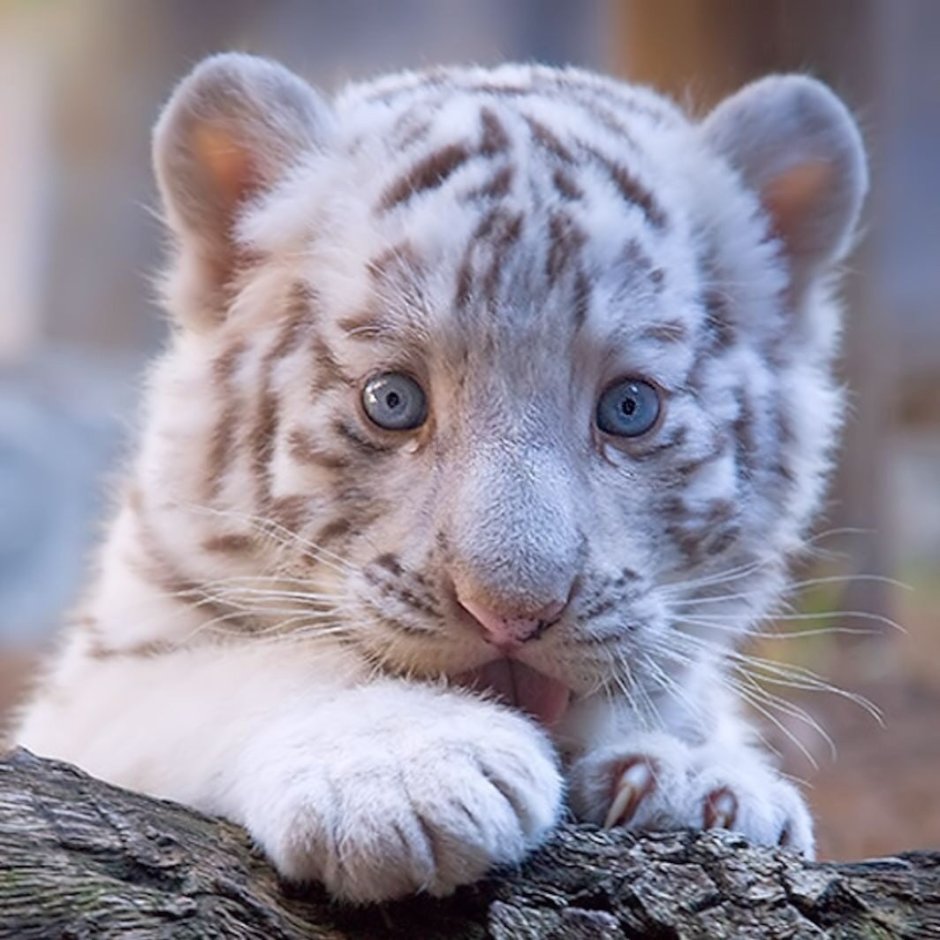 Бенгальский тигр альбинос