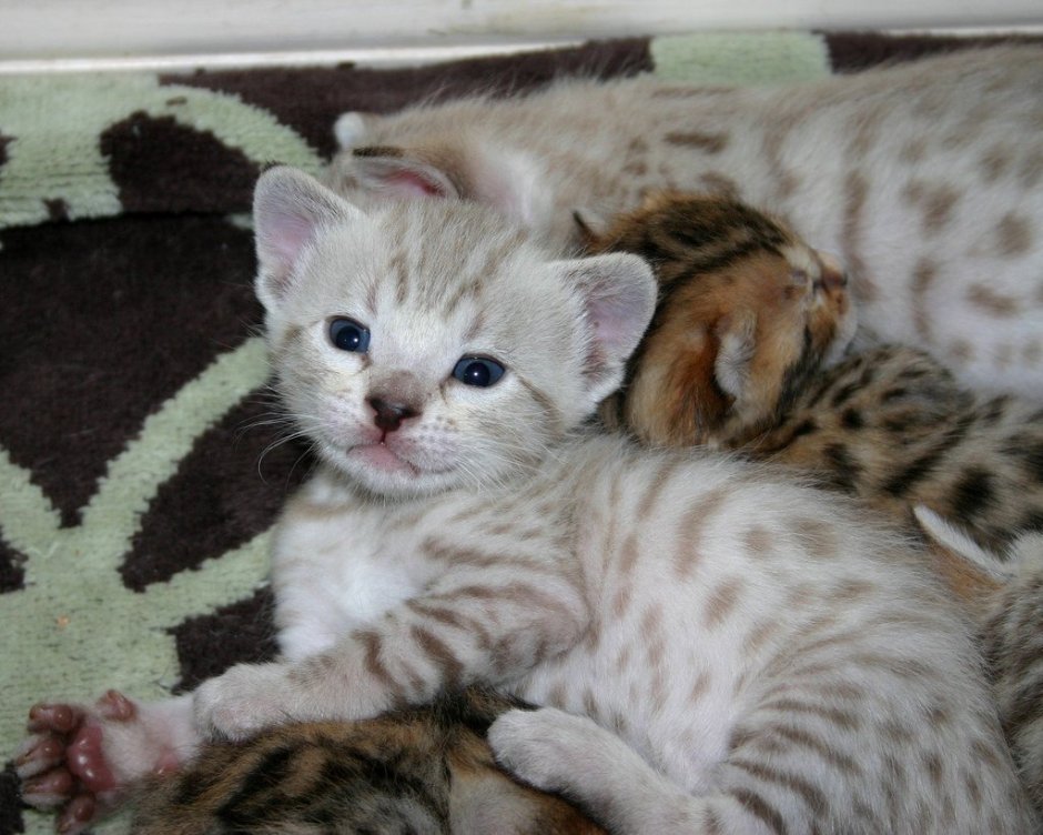 Котята бенгалы снежный Барс