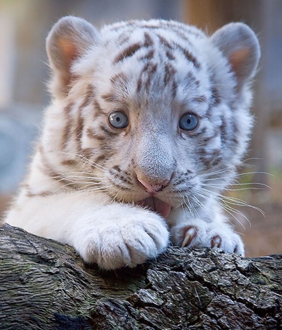 Бенгальский тигр альбинос