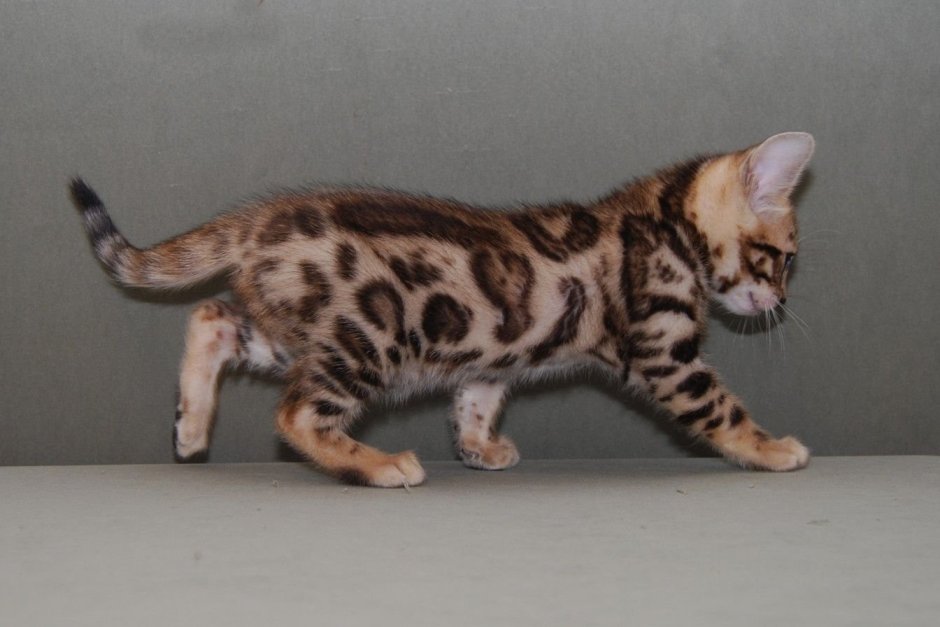 Бенгальская кошка Браун Марбл