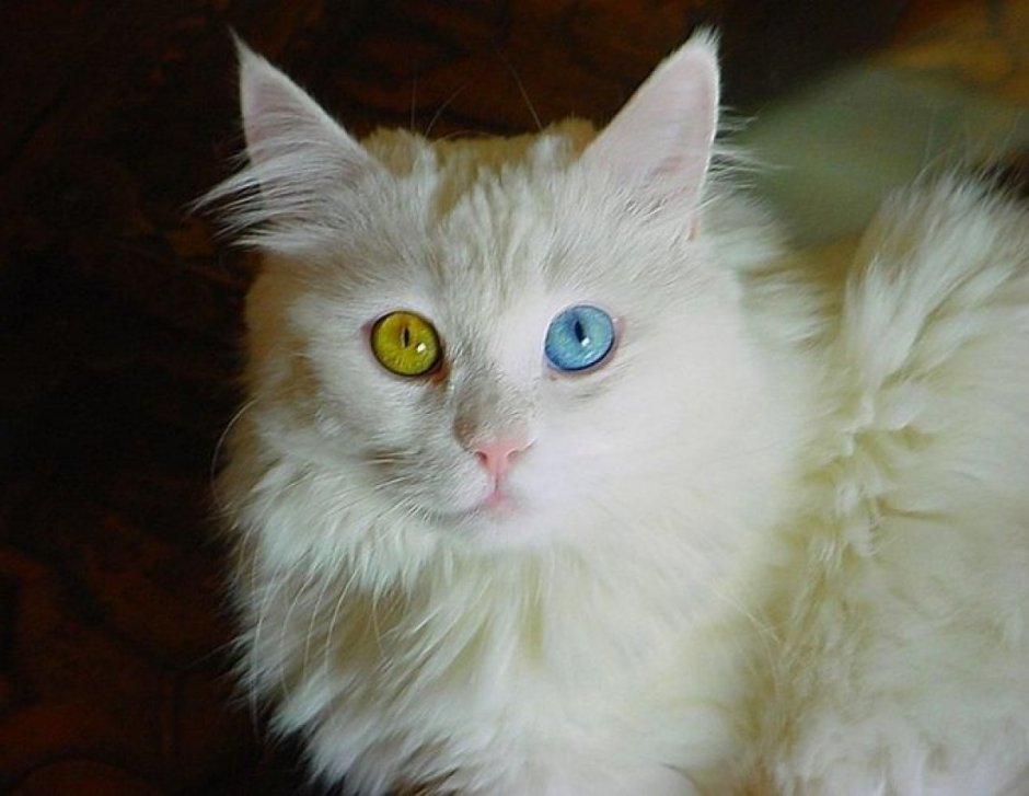 Красивая белая кошка