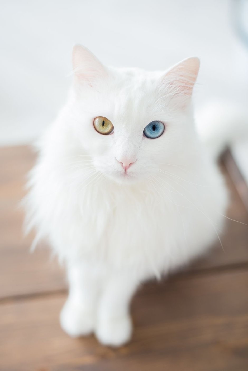 Белая ангорская кошка
