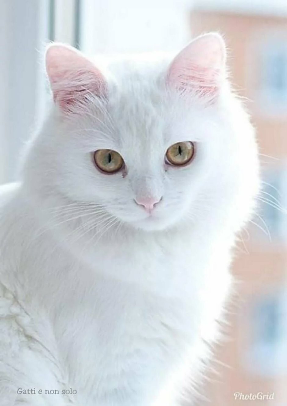Као мани кошка с голубыми глазами
