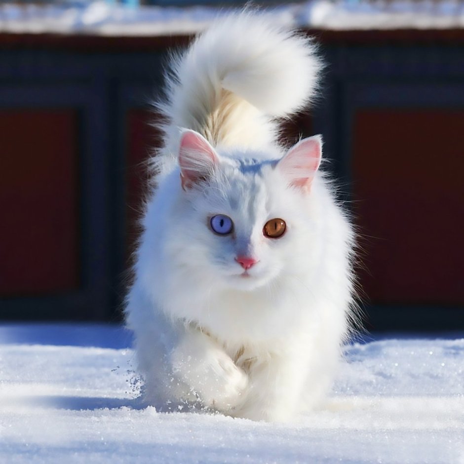 Сибирская кошка альбинос