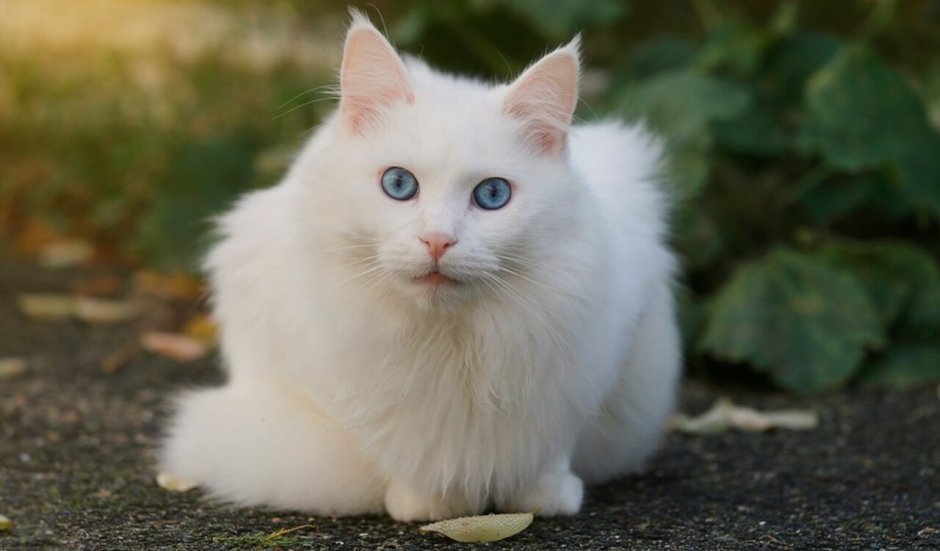 Вислоухие котята гетерохромия