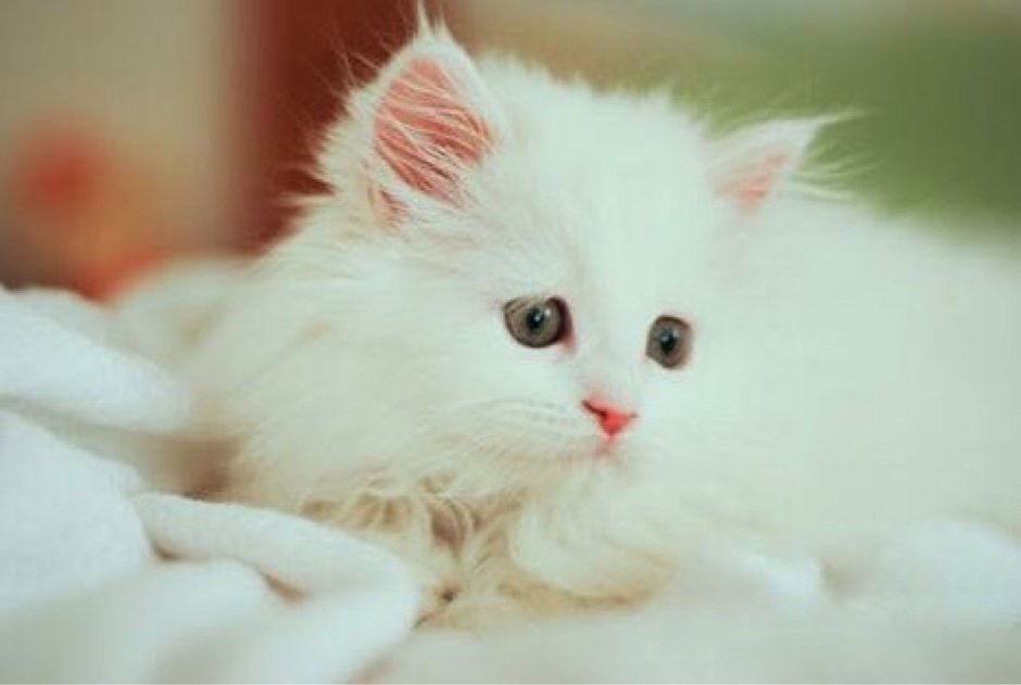 Белая кошка Грация