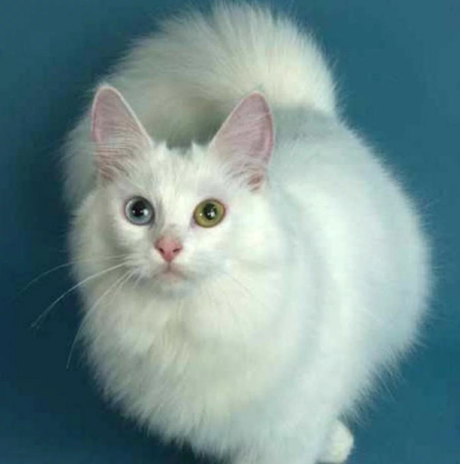 Сибирские котята белые