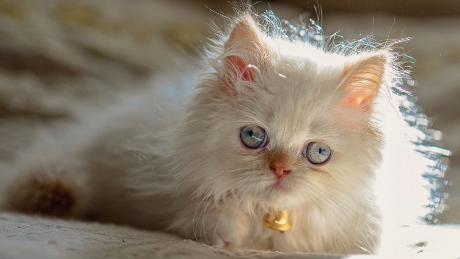 Белые Мейн куны котята