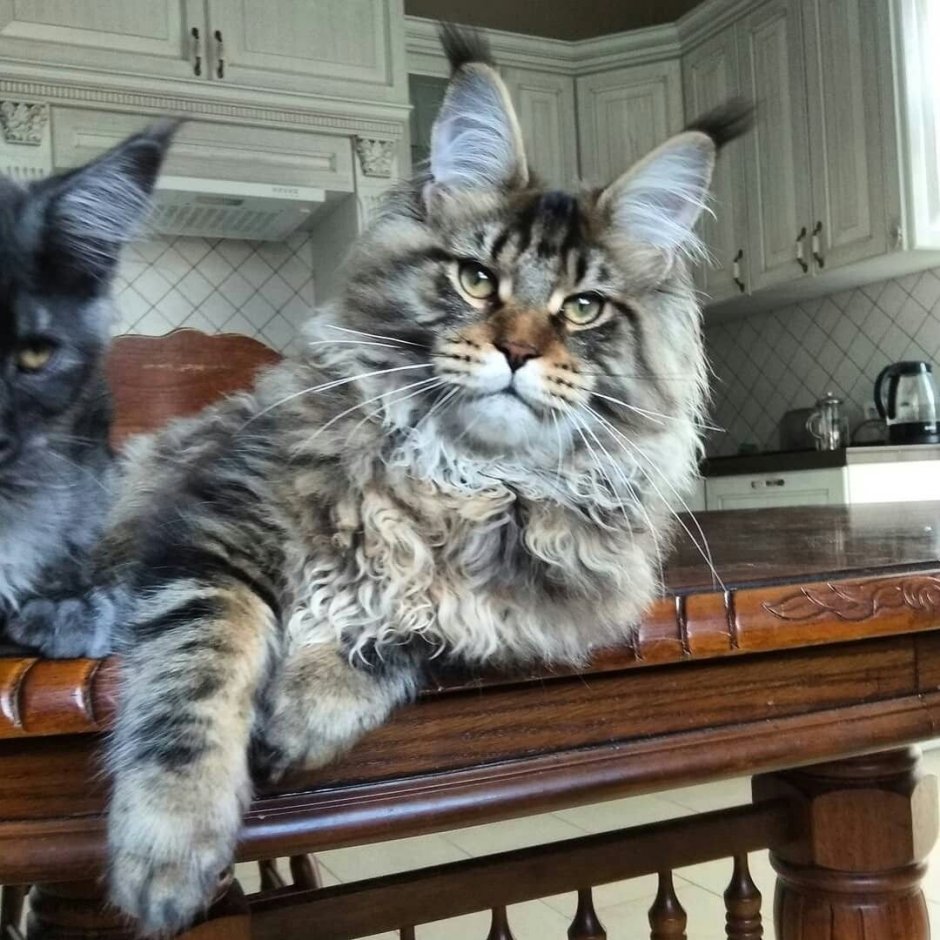 Смесь сибирской кошки и Мейн куна