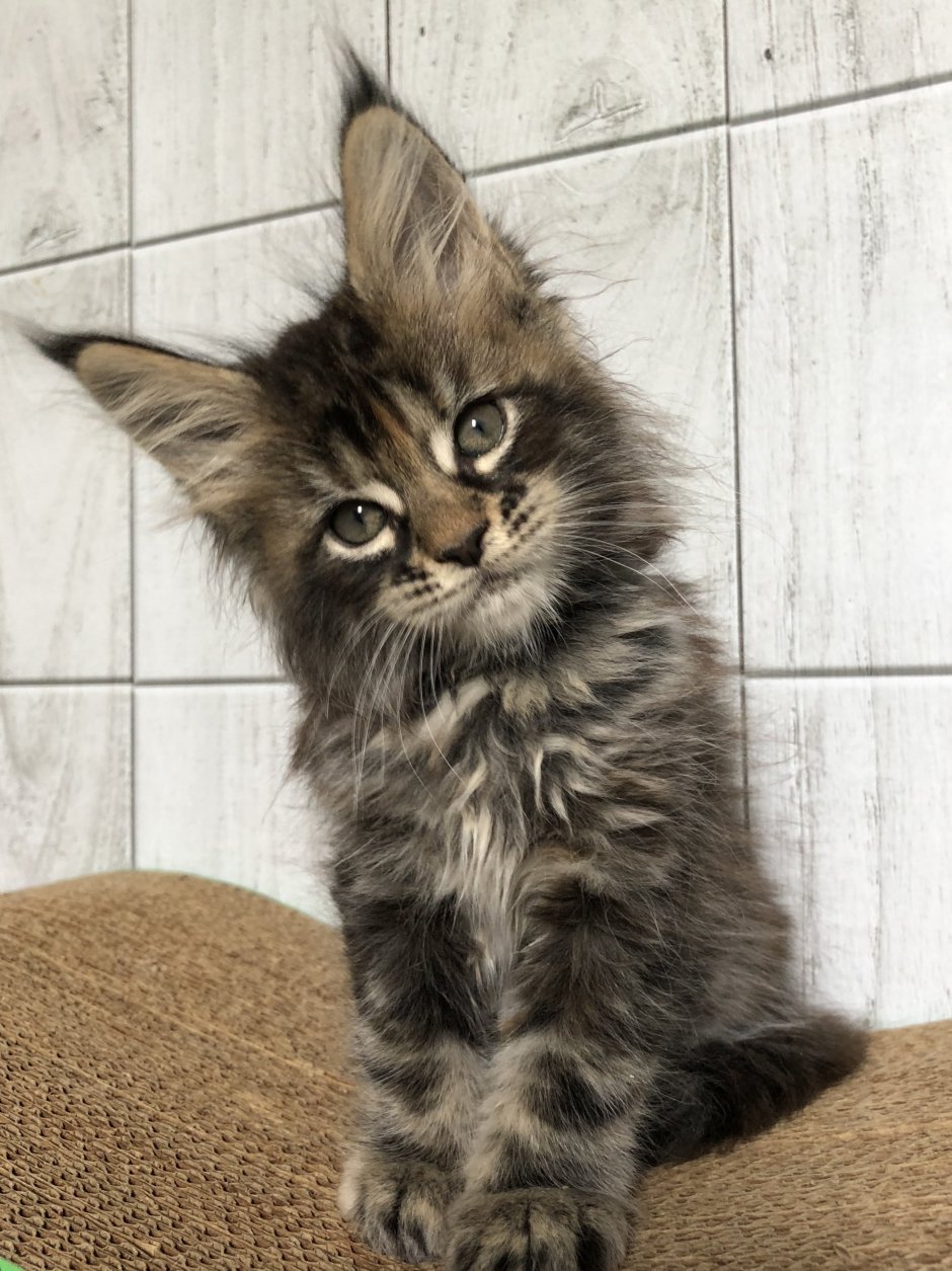 Котята Мейн кун метисы