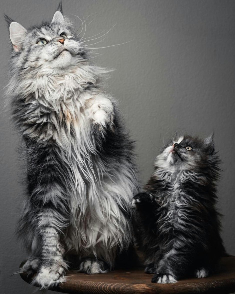 Кошка Мейкуй Сибирская