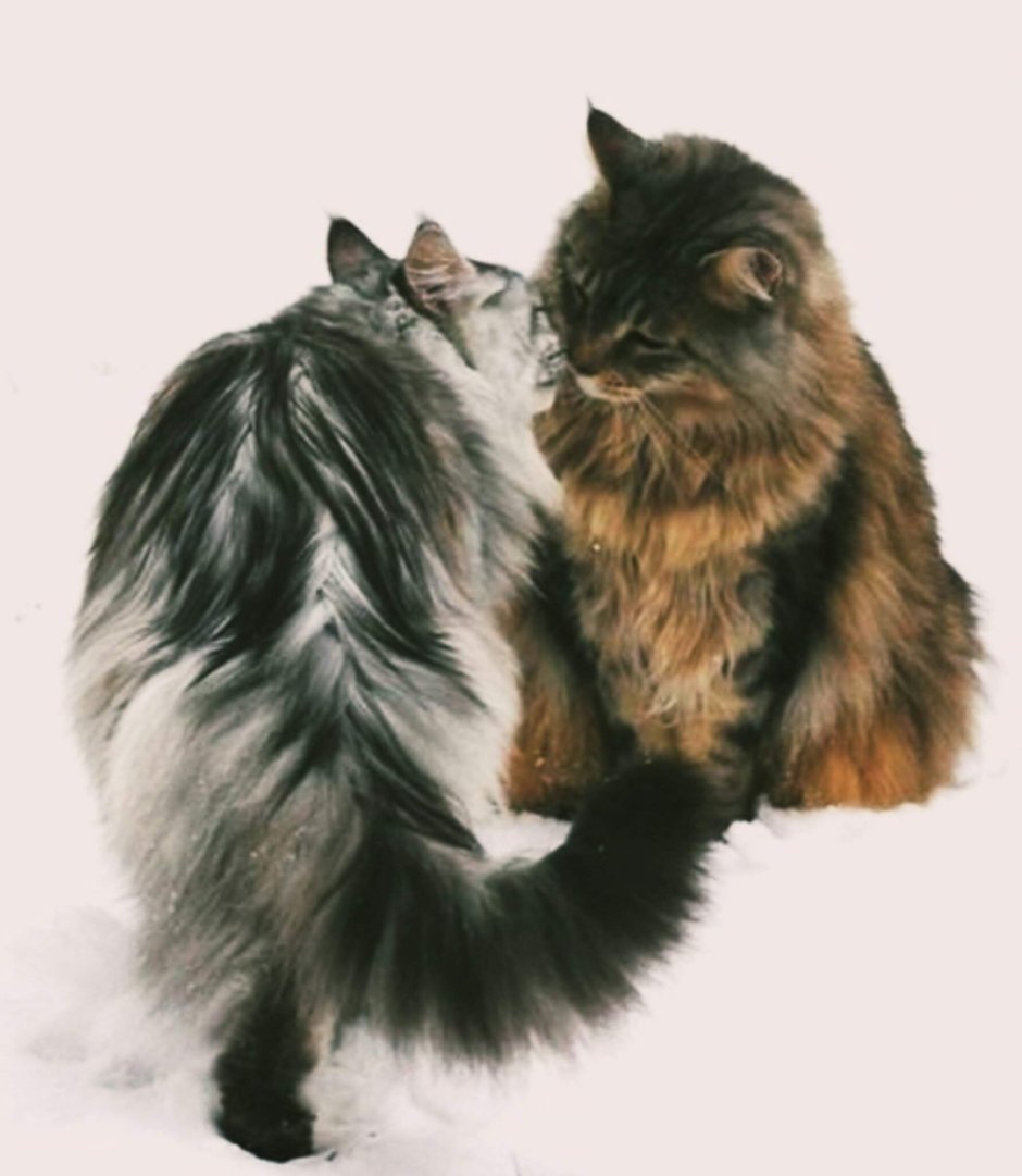 Норвежская Лесная кошка и Мейн кун