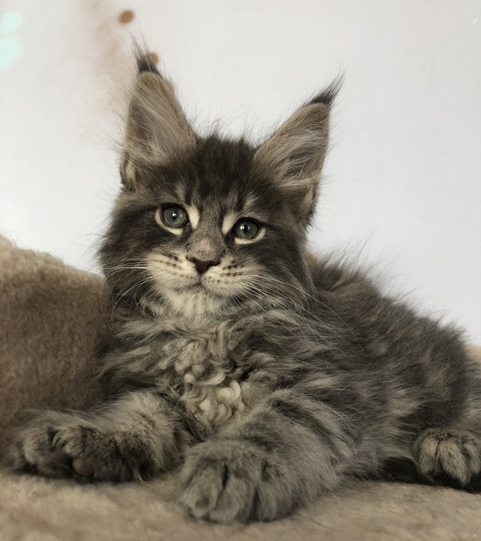 Сибирский кот и Мейн кун